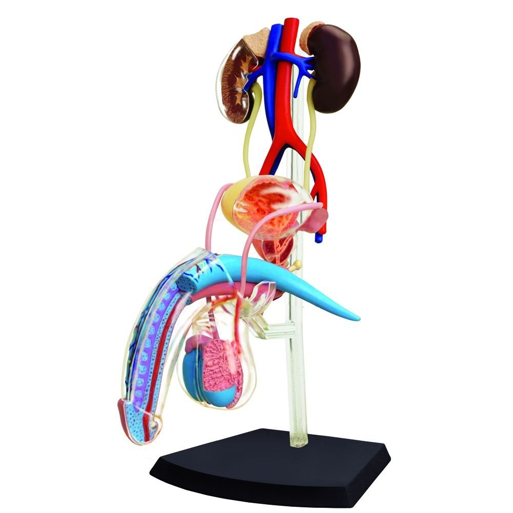 4D Human Male Reproductive System Anatomy Model | eBay