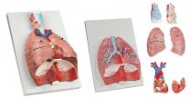 Models, premium quality, Respiratory system natural size