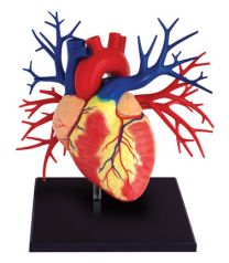 4D Human Deluxe Heart Anatomy Model