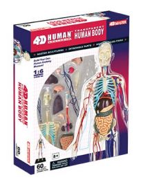 4D Human 32cm Transparent Human Body Anatomy Model