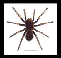 Framed Tarantula - Acanthoscurria Juruenicola