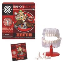 EIN-O Teeth Box Kit - Human Biology