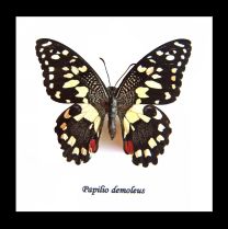 Framed Swallowtail Butterfly - Papilio demoleus