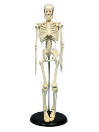 Skeleton model, mini, on stand, 45cm