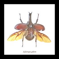 Framed Elephant Beetle - Xylotrupes gideon