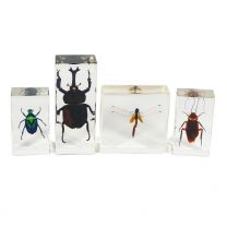 Insect Specimen Kit