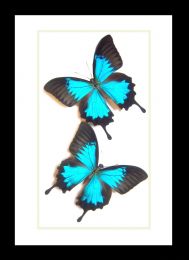 Framed Butterfly Duo - Papilio ulysses
