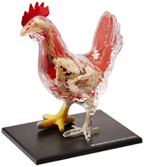 4D Vision Chicken Anatomy Model
