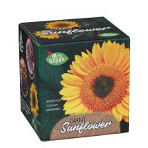 Giant Sunflower Cup