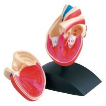 Anatomical models, Heart, actual size