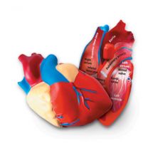 Human heart cross section model, foam