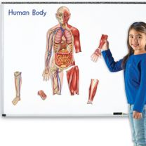 Magnetic human body