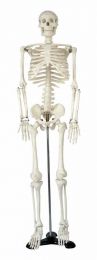 Skeleton model, medium, on stand, 85cm
