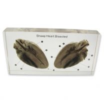 Sheep Heart Bisected