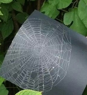 beautiful spider webs